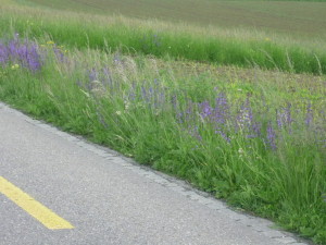 Roadside verges